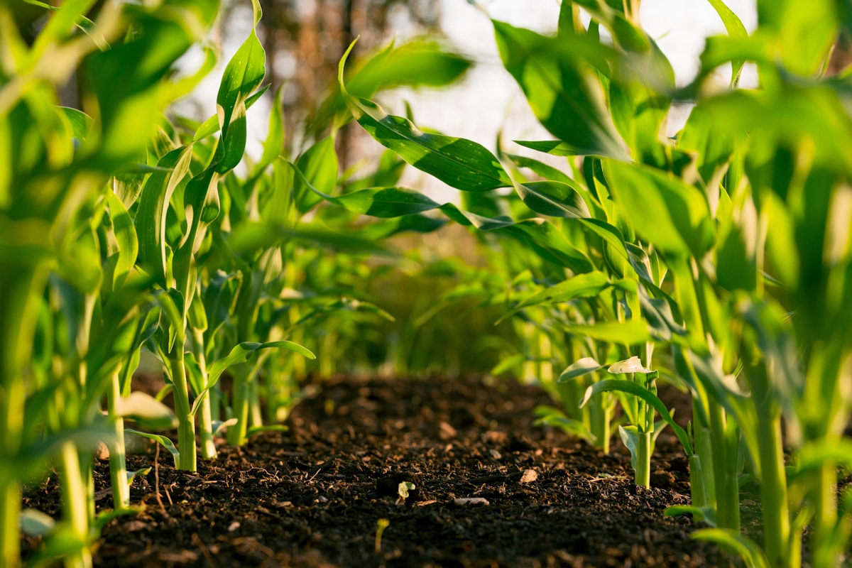 Agriculture & Food Security — precision farming GIS